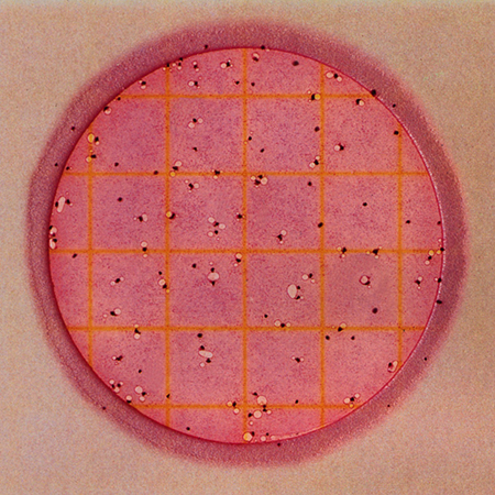 Petrifilm coliform count plate 2x25plates + 1 spreader